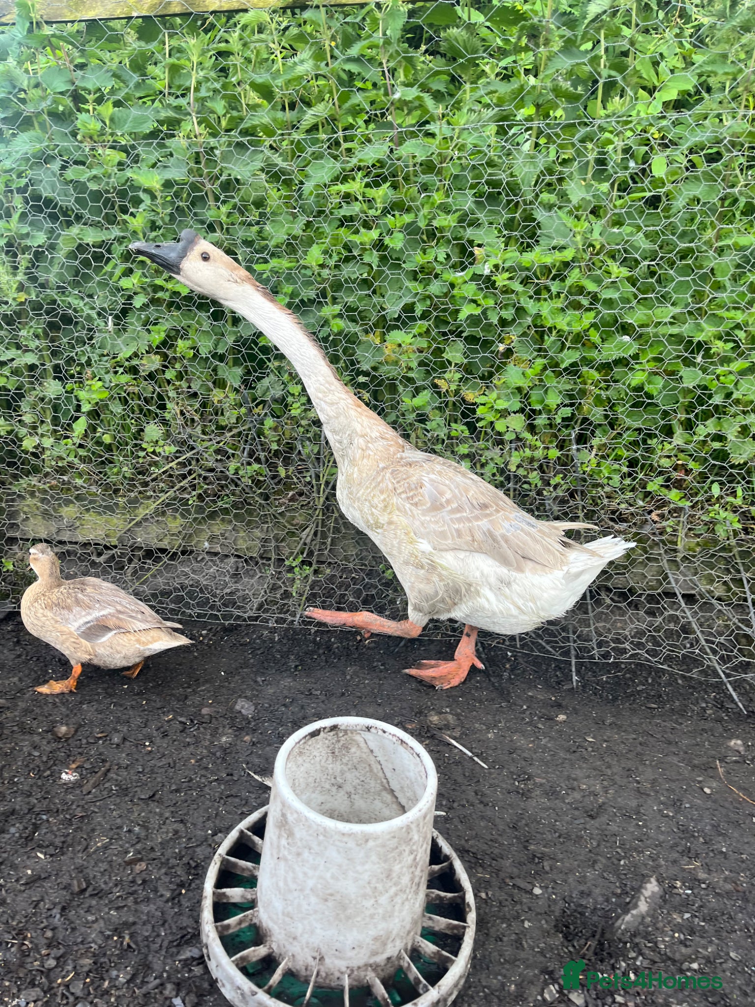 Geese poultry for sale: Year old geese for sale  - Advert 3