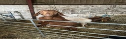 Goats livestock for sale: Red Boer buckling  - Advert 1