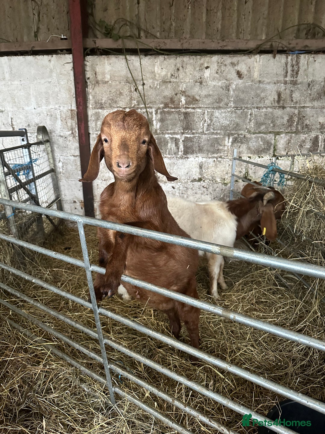Goats livestock for sale: Red Boer buckling  - Advert 1
