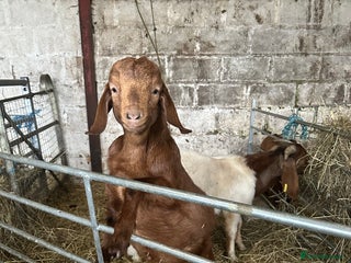 Goats livestock Red Boer buckling - Advert 1
