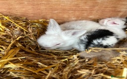 Lionhead rabbits for sale: Lionhead bunny - Image 2