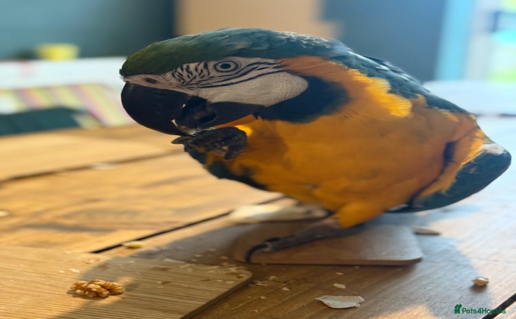 Macaws birds - Advert 1