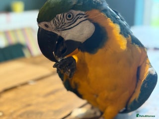 Macaws birds - Advert 30