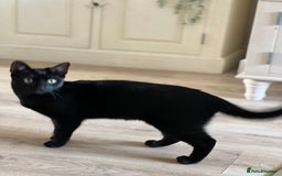 Domestic Shorthair cats for sale: Looking for a new home for our 2 wonderful cats. - Image 4
