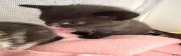 Mixed Breed cats for sale: Beautiful boy kittens  in Kilmarnock - Advert 13