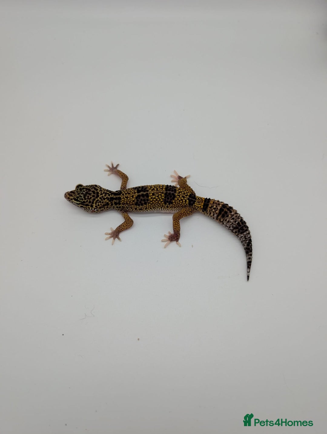 Leopard Gecko reptiles for sale: Black Night Cross Leopard Gecko  - Advert 17