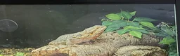 Bearded Dragon reptiles for sale: Bearded Dragon and Complete Vivarium Setup in Yarm - Advert 18