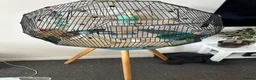 Budgerigars birds for sale: Two lovely budgies  - Advert 2