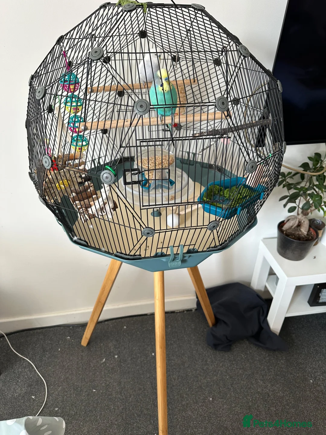 Budgerigars birds for sale: Two lovely budgies  - Advert 2