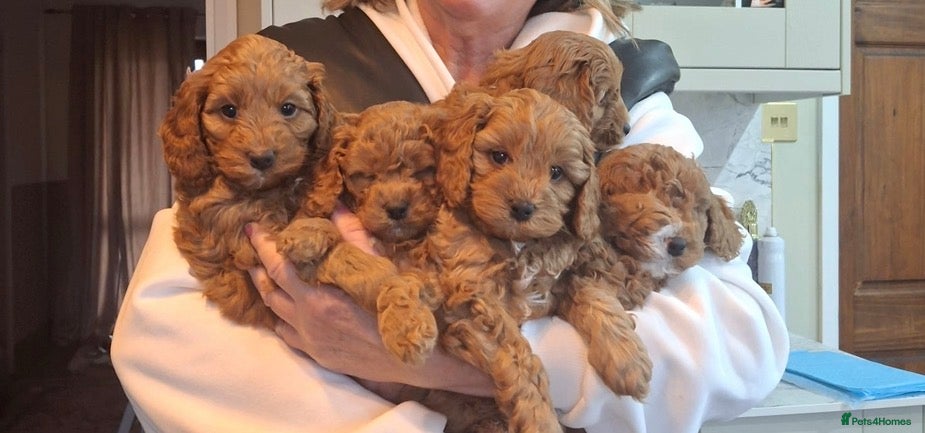 Cavapoo dogs Beautiful cavapoos - Advert 14