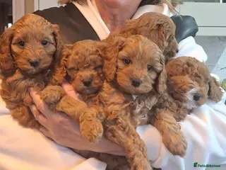 Cavapoo dogs Beautiful cavapoos - Advert 14