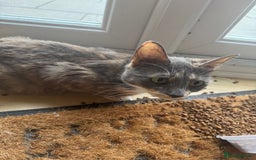 Mixed Breed cats for sale: Mixed kittens  - Image 13