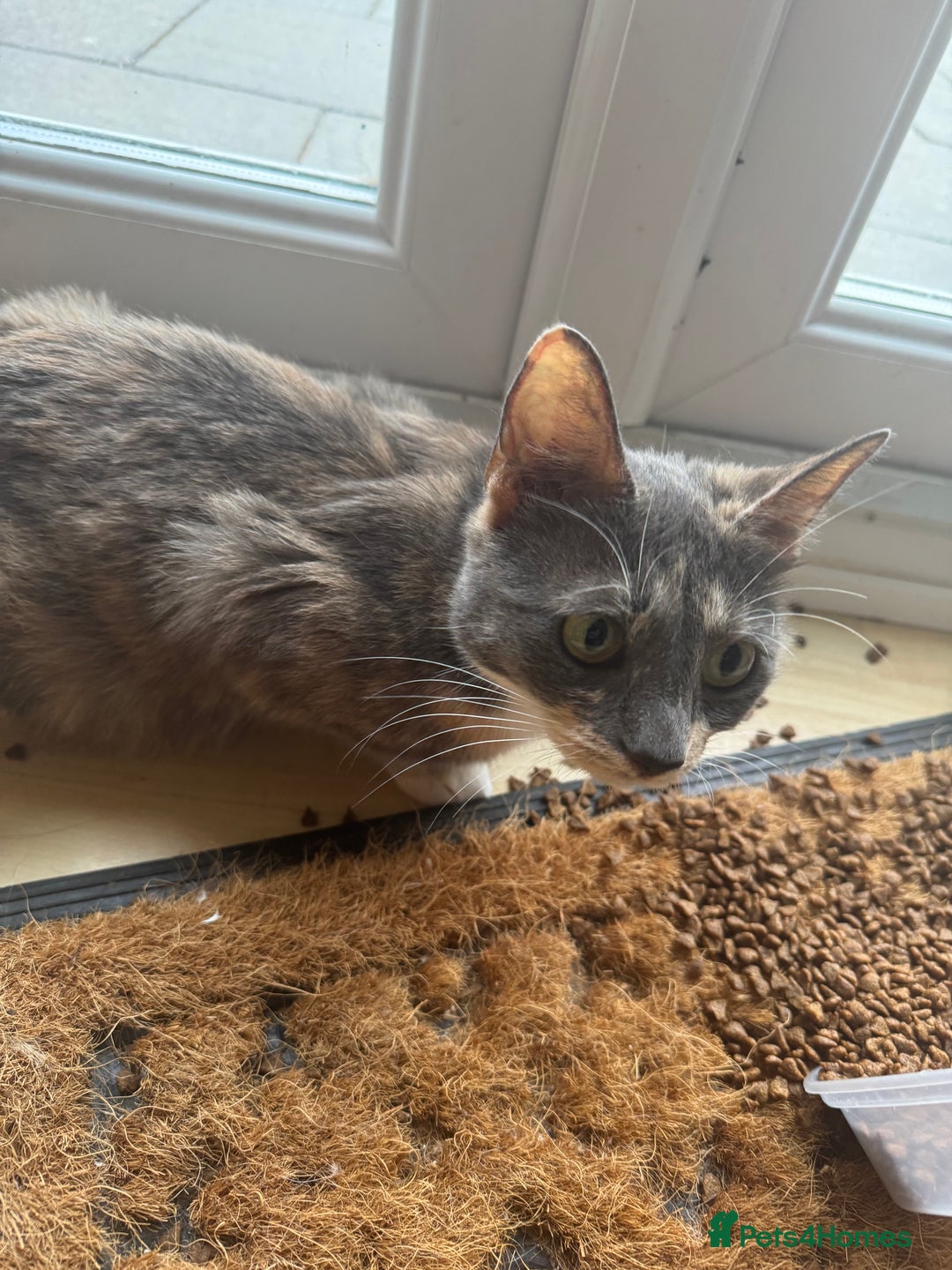 Mixed Breed cats for sale: Mixed kittens  - Image 13