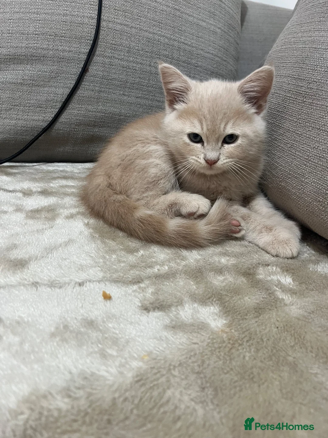 Mixed Breed cats for sale: Kitten for sale ♥️ in Bootle - Advert 2