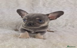 Chihuahua dogs for sale: Chihuahua X French Bulldog Puppies  - Image 4