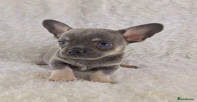 Chihuahua dogs - Advert 6