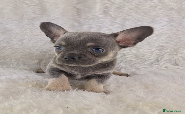 Chihuahua dogs - Advert 9