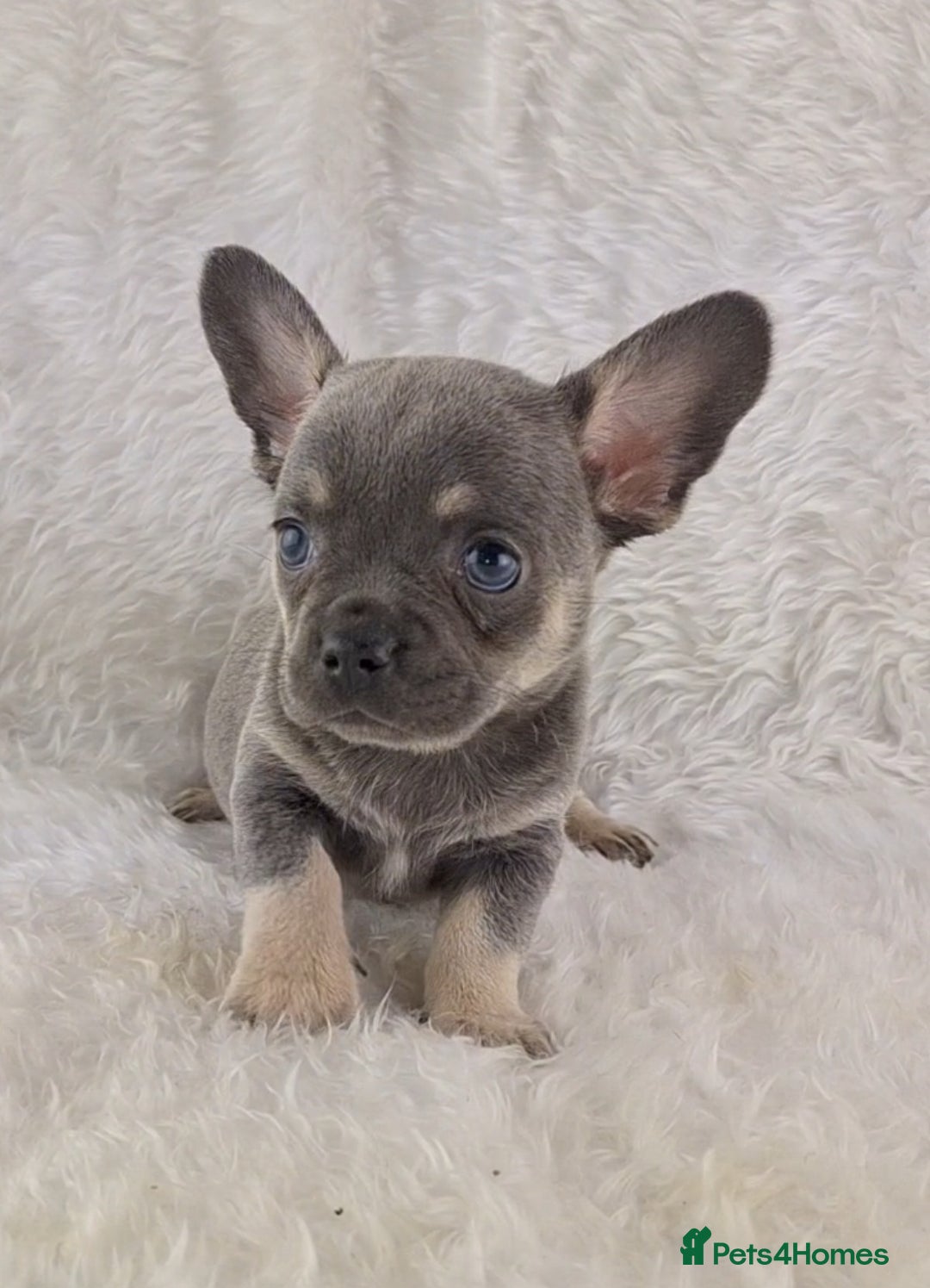 Chihuahua dogs for sale: Chihuahua X French Bulldog Puppies  - Image 4