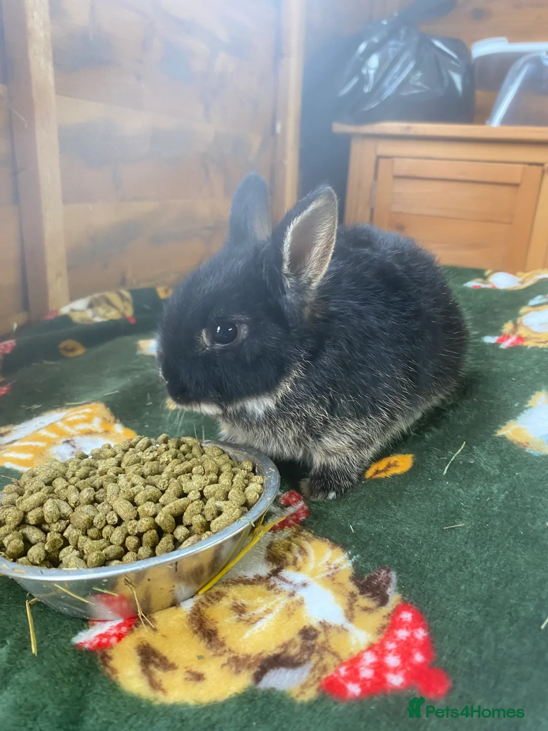 Netherland Dwarf rabbits for sale: Netherland dwarf rabbits  - Advert 4