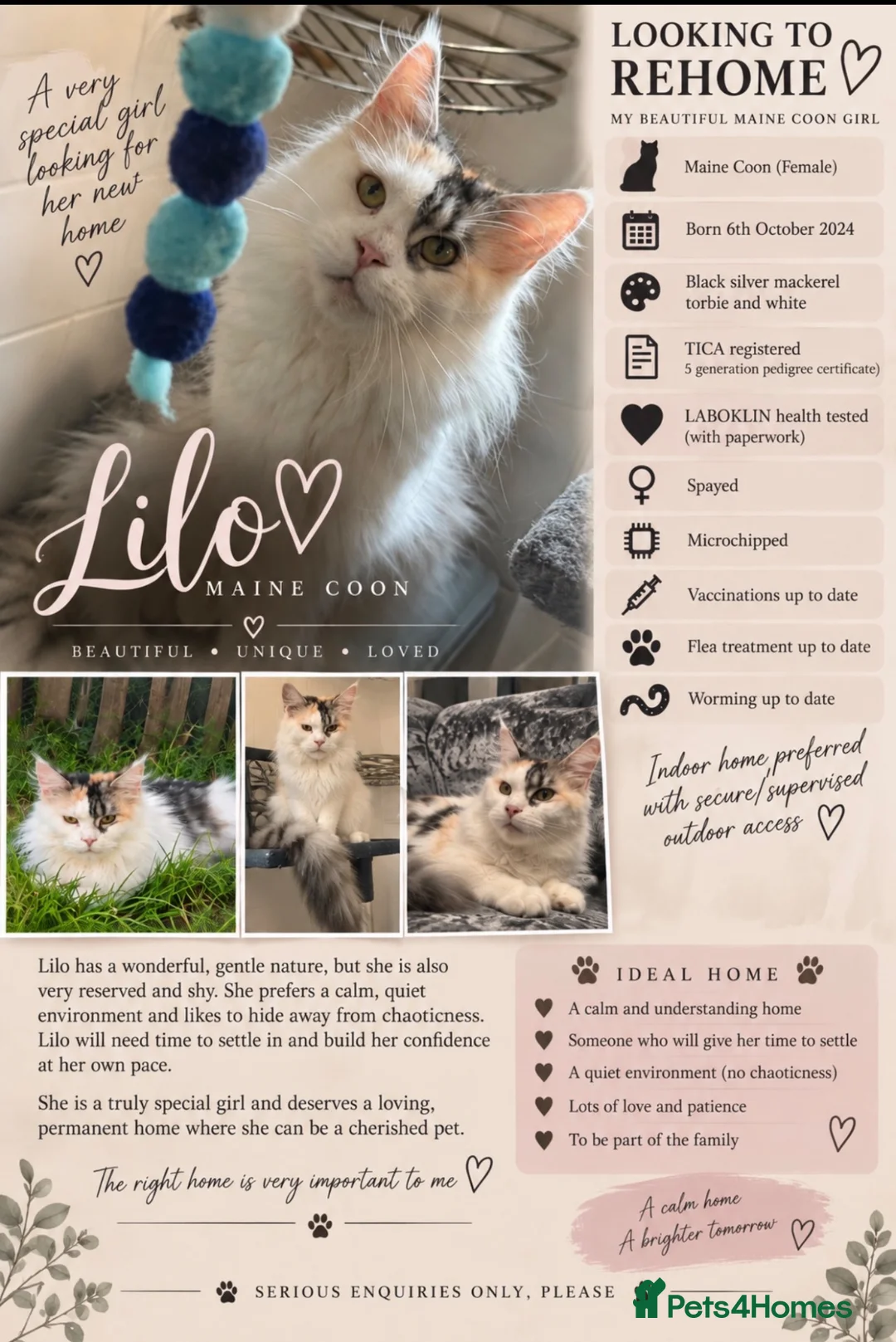 Maine Coon cats for sale: Pedigree Female Mainecoon  - Advert 2