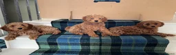 Cavapoo dogs for sale: Adorable Cavapoo Puppies Arrived :-) - Advert 13
