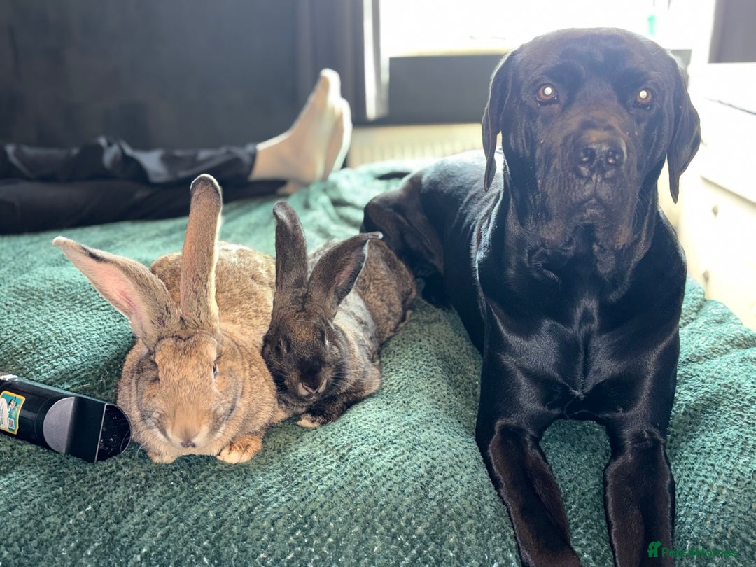 Cane Corso dogs for sale:  **  cane corso - Advert 2