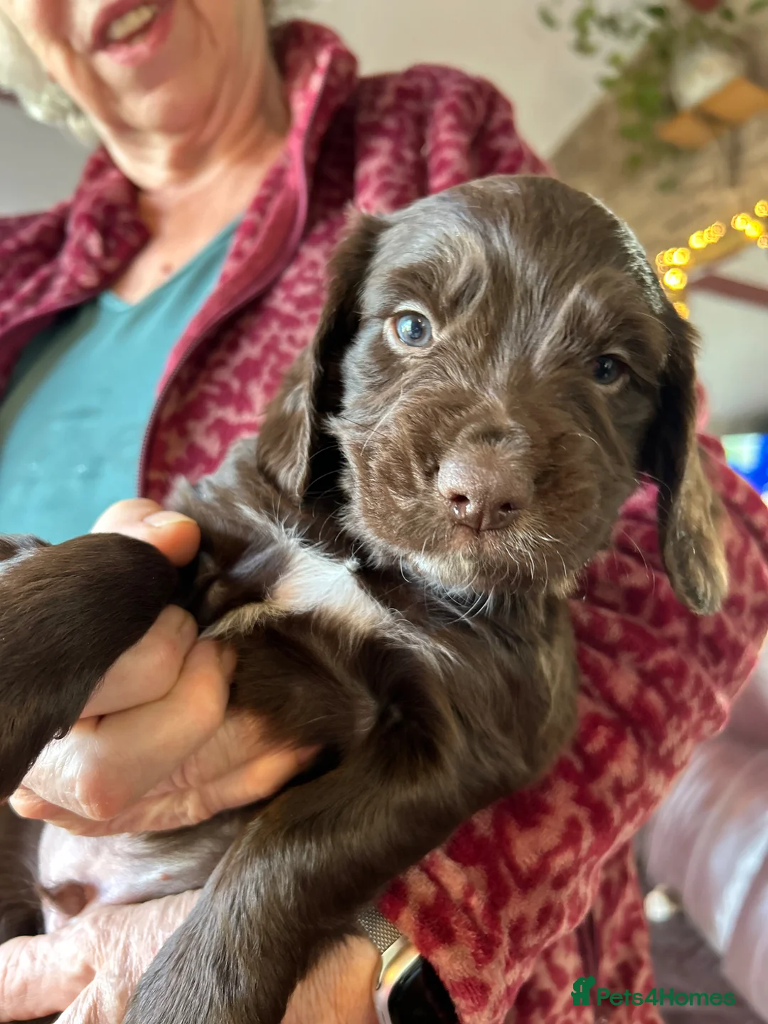 Cocker Spaniel dogs for sale: ✨Last Cocker Boy KC & Health Tested ✨ - Advert 1