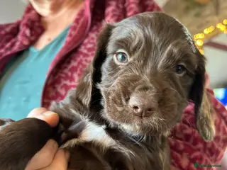 Cocker Spaniel dogs Stunning Cocker Pup. KC & Health Tested - Advert 3