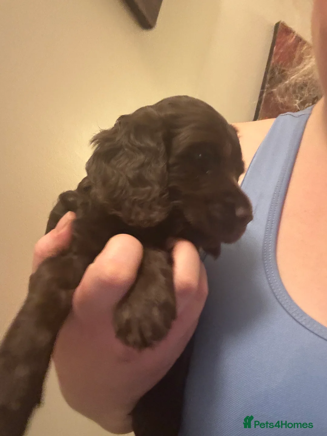 Cockapoo dogs for sale: F1b cockpoo pups cockerpoo mumXcocker spaniel dad - Advert 36