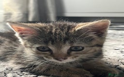 British Shorthair cats for sale: FEMALE & MALE CATS and KITTENs - Image 6