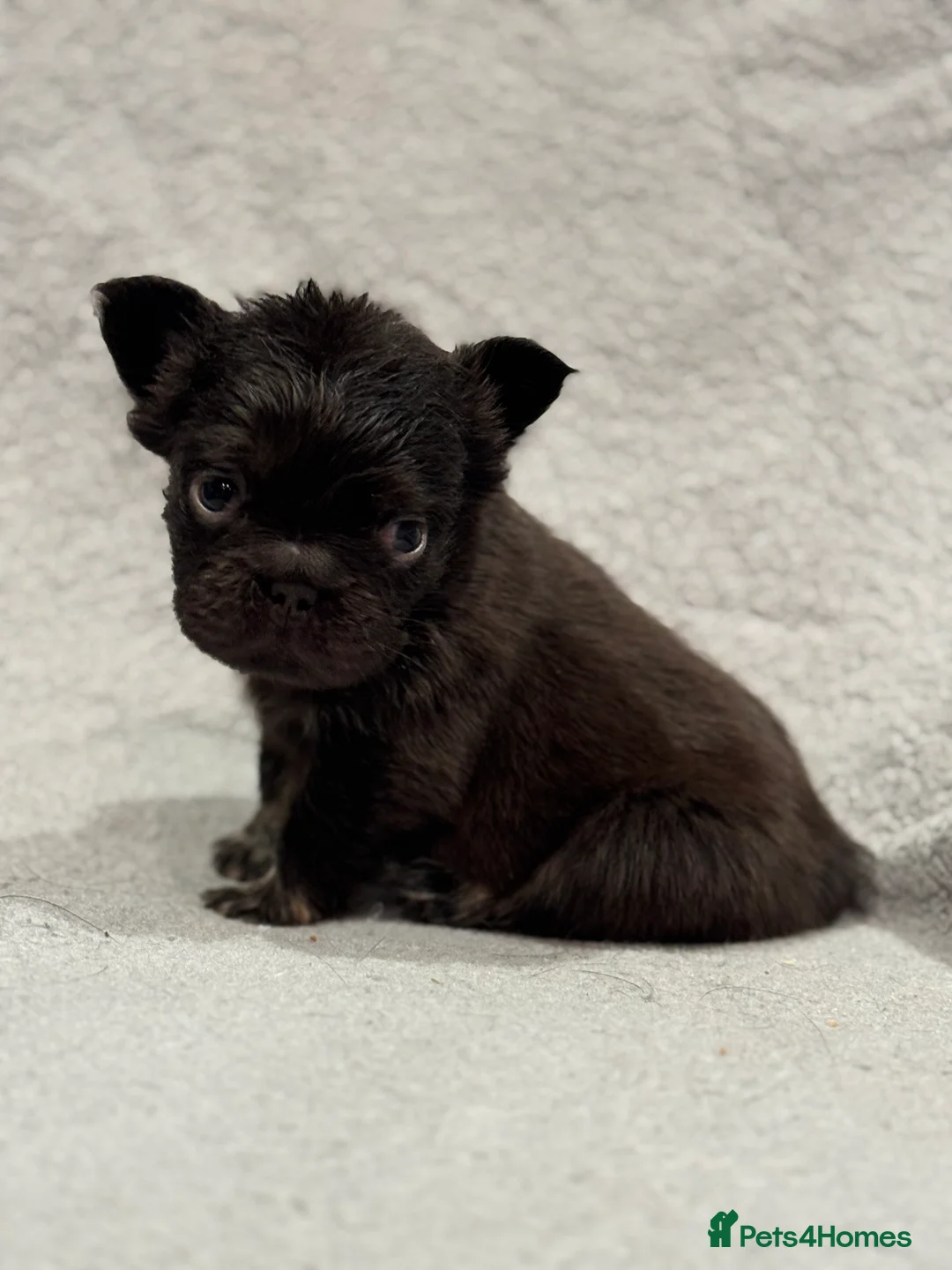 French Bulldog dogs for sale: 5 Full Fluffy French Bulldogs Puppies  - Advert 3