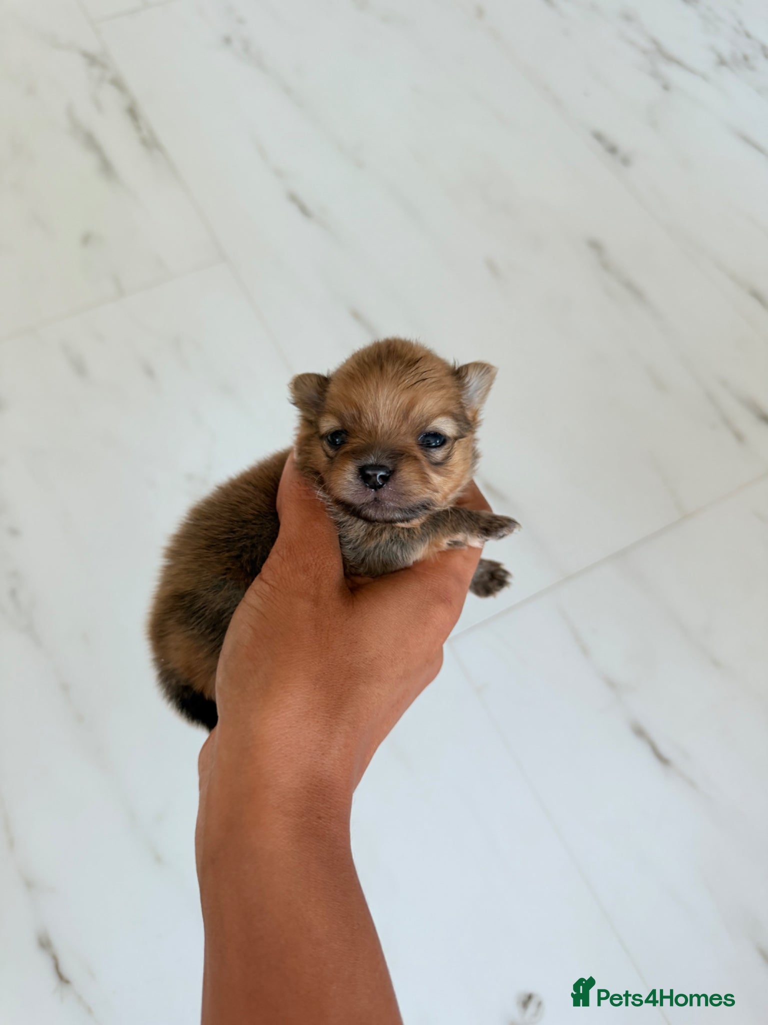 Pomeranian dogs 🫶🏽 5 BEAUTIFUL POMERANIAN PUPPIES 🫶🏽   - Advert 2