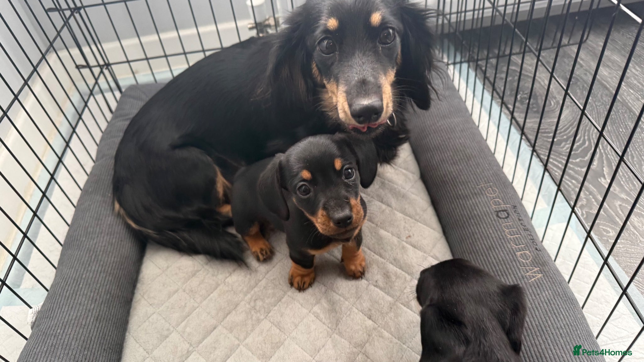 Dachshund dogs for sale: Last of the litter Female.  - Advert 2