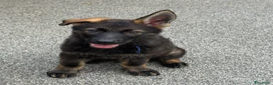German Shepherd BLUE collar boy