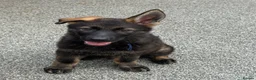 German Shepherd dogs for sale: Exceptional KC Reg Czech Working Line GSD Puppies - Advert 13