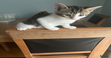 Mixed Breed cats - Advert 6