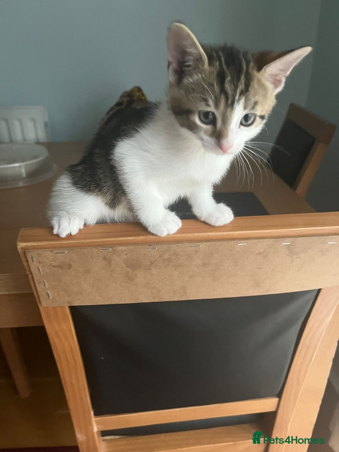 Mixed Breed cats for sale: Urgent! 2 playful kittens looking for a home  - Image 2