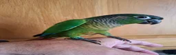 Conures birds for sale: Pineaplle, greencheek, and yellow sided conures  - Advert 10