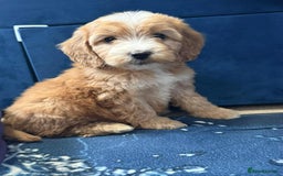 Cockapoo dogs for sale: Ready to go adorable cockapoo puppies  - Image 11