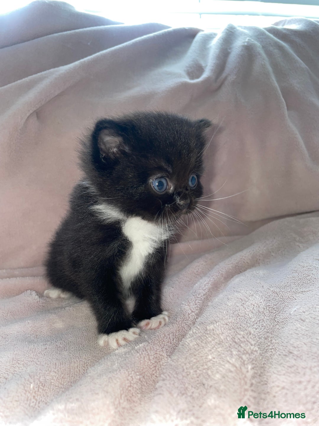 British Shorthair cats for sale: 🐾British shorthair kittens for sale 🐾  - Image 5