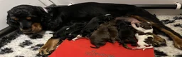 Toy Poodle dogs for stud: Non fading chocolate phantom toy Poodle for stud in Rugby - Advert 5