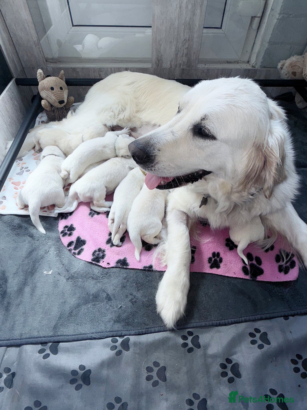 Golden Retriever dogs for sale: 1 LEFT *Ready to Go* Golden Retriever puppies 🐾 - Image 18