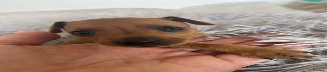 Miniature Pinscher Puppy 1