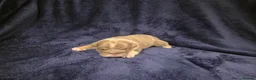 English Bulldog dogs for sale: ☆ showstopping stocky and Rare lilac tri pups ☆  - Advert 7