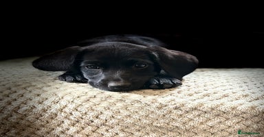 Cockerdor dogs - Advert 13