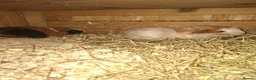 Guinea Pig rodents for sale: Guniea pigs males and females - Advert 3