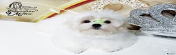 Maltese dogs for sale: Emperatrice Maltese-Korean Line Show Maltese KC Re - Advert 16