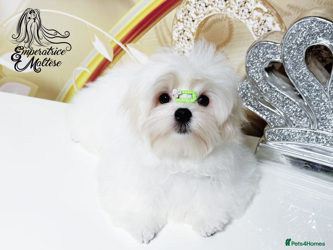 Maltese dogs for sale: Emperatrice Maltese-Korean Line Show Maltese KC Re - Advert 28