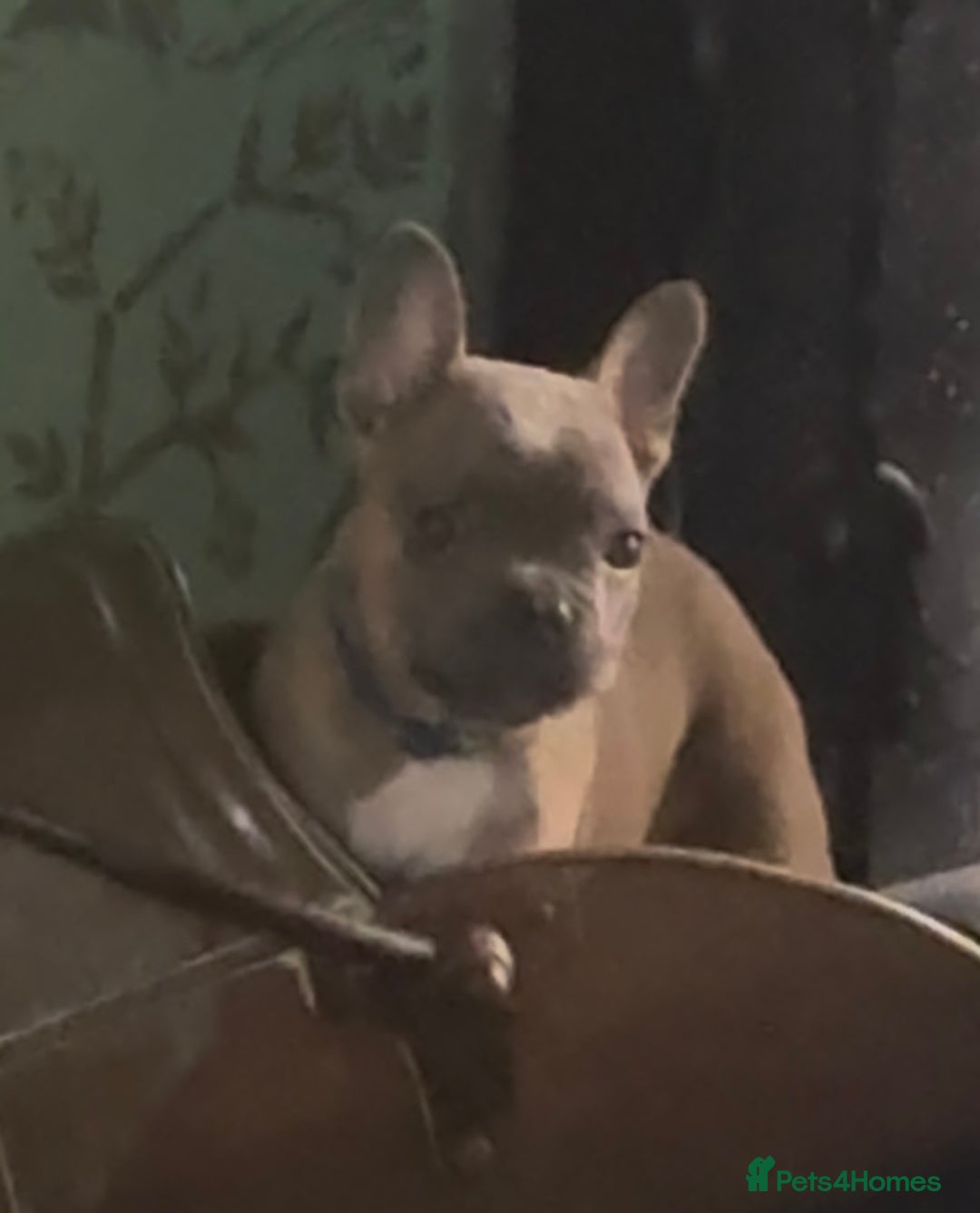 French Bulldog dogs for sale: Last girl left  - Advert 31