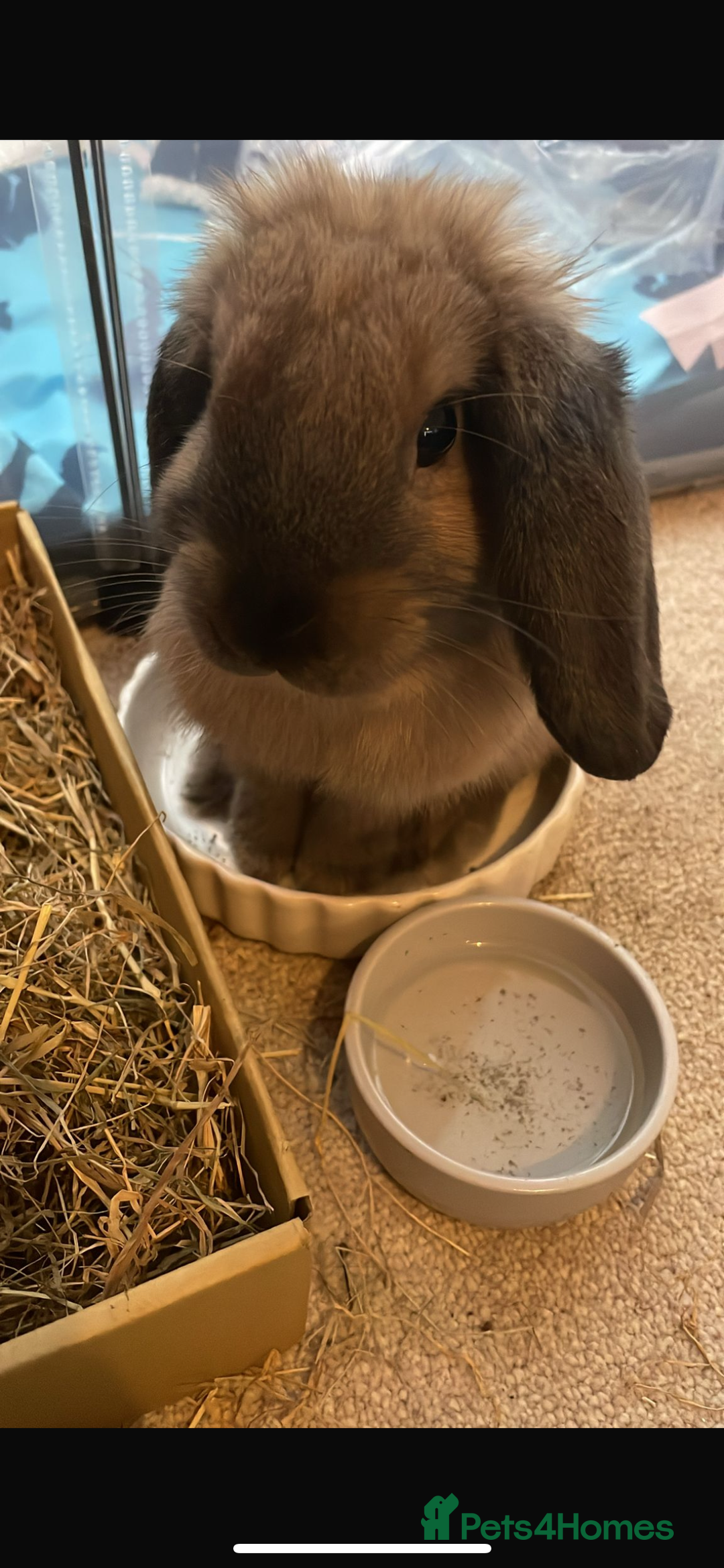 Mini Lop rabbits for sale: Meet Nyllah – Our Sweet Mini Lop Girl  - Advert 1
